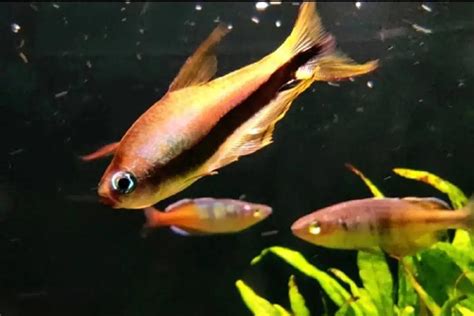 燈魚 混養|[注意] 小缸不適合飼養的燈魚！！